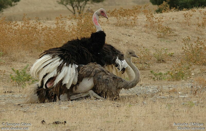 Common Ostrich , mating.