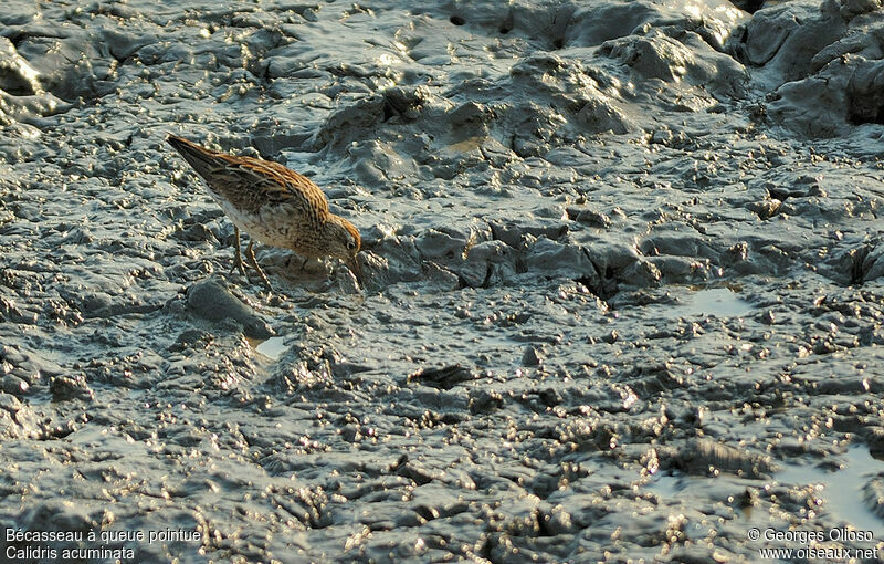 Sharp-tailed Sandpiperadult post breeding