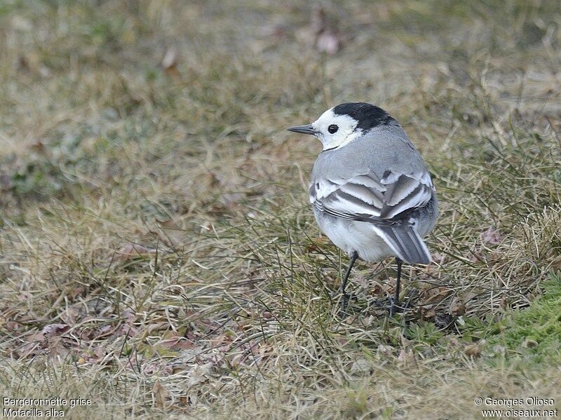 White Wagtail female adult, identification
