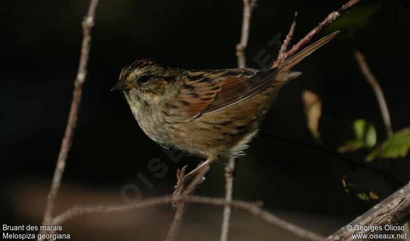 Swamp Sparrow, identification