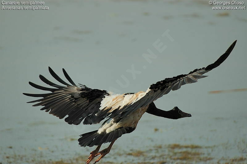Magpie Goose male adult breeding
