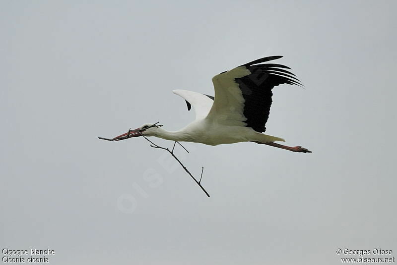 White Storkadult breeding, identification, Flight, Reproduction-nesting, Behaviour