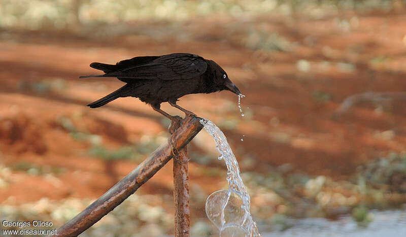 Torresian Crow, drinks