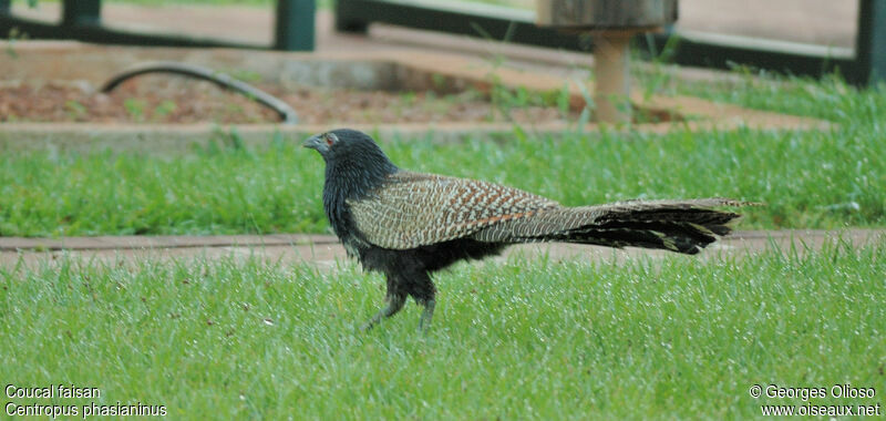 Pheasant Coucaladult, identification
