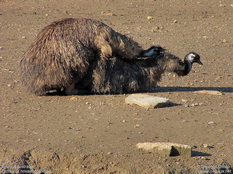 Emu adult breeding