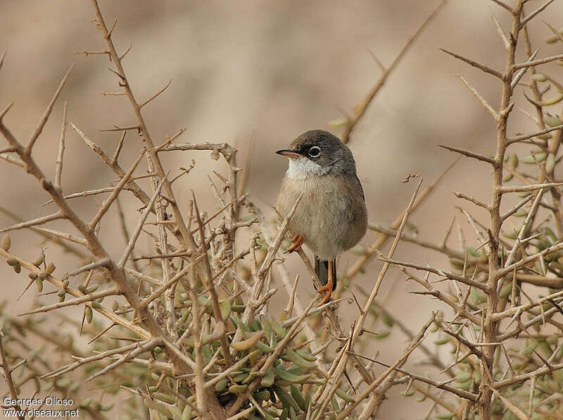 Spectacled Warbler male Second year, identification