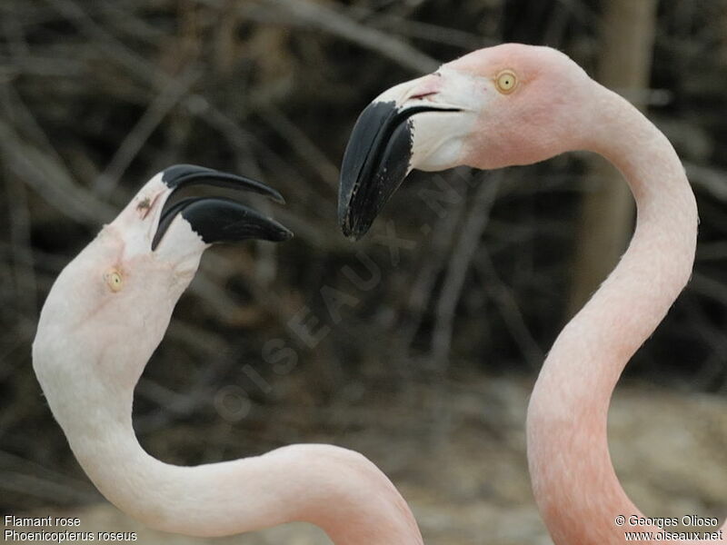 Greater Flamingoadult post breeding, identification, Behaviour