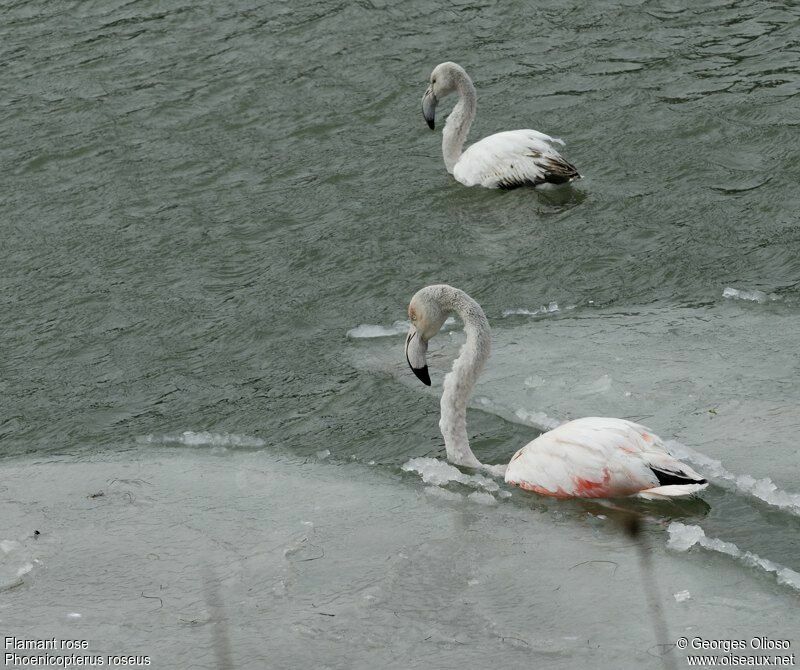 Greater Flamingo, identification, Behaviour