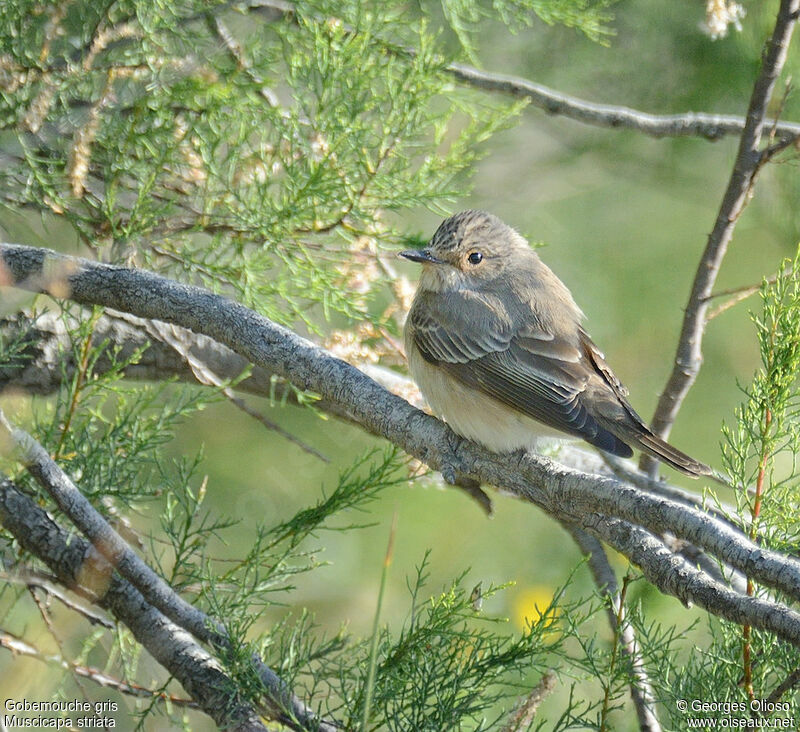 Spotted Flycatcheradult breeding, identification