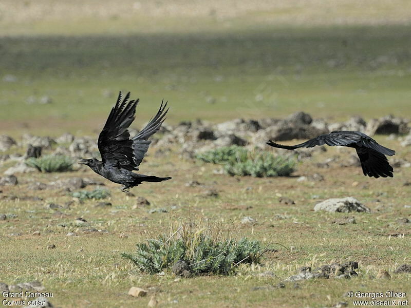 Northern Raven adult breeding
