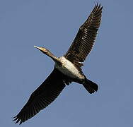 Great Cormorant