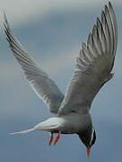 Black-fronted Tern