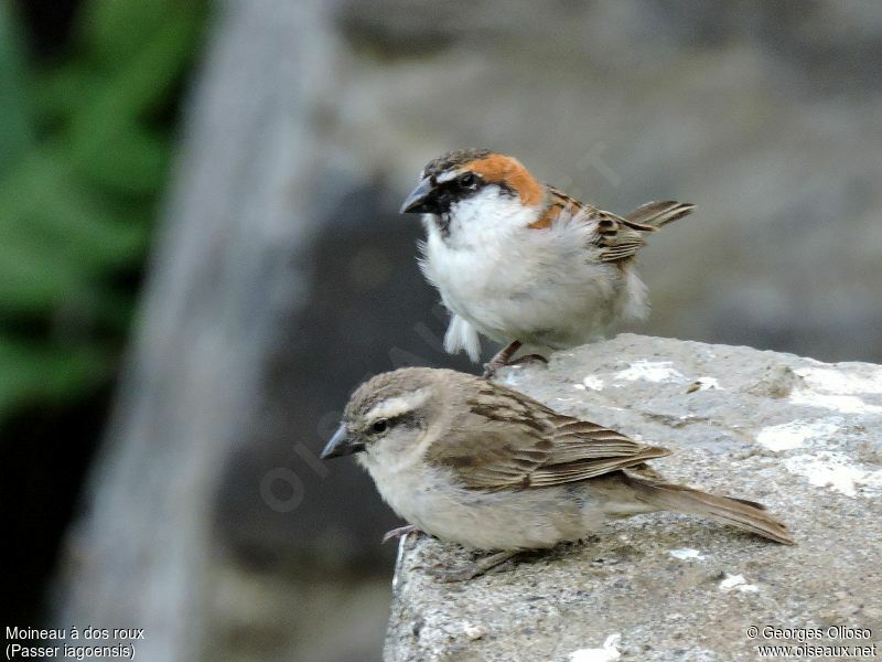 Iago Sparrow adult breeding, identification