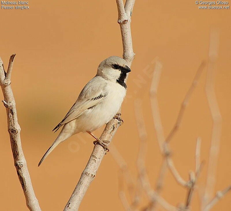 Desert Sparrow male adult breeding