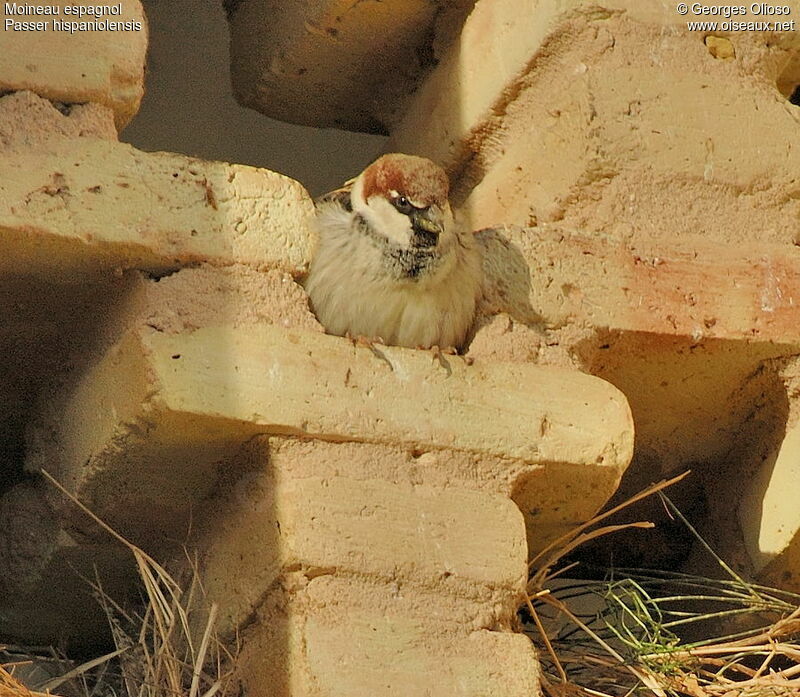Spanish Sparrow male adult post breeding