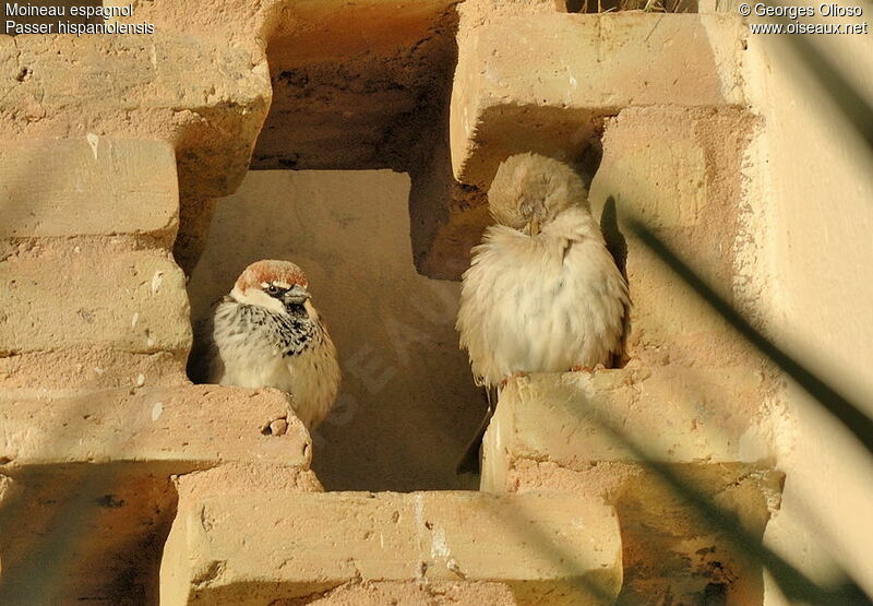 Spanish Sparrow adult post breeding