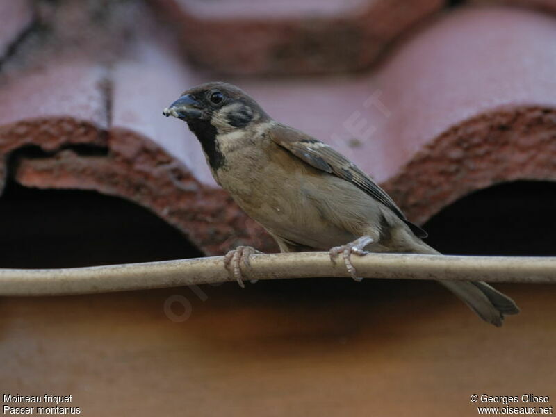 Eurasian Tree Sparrowadult breeding, identification, Reproduction-nesting, Behaviour