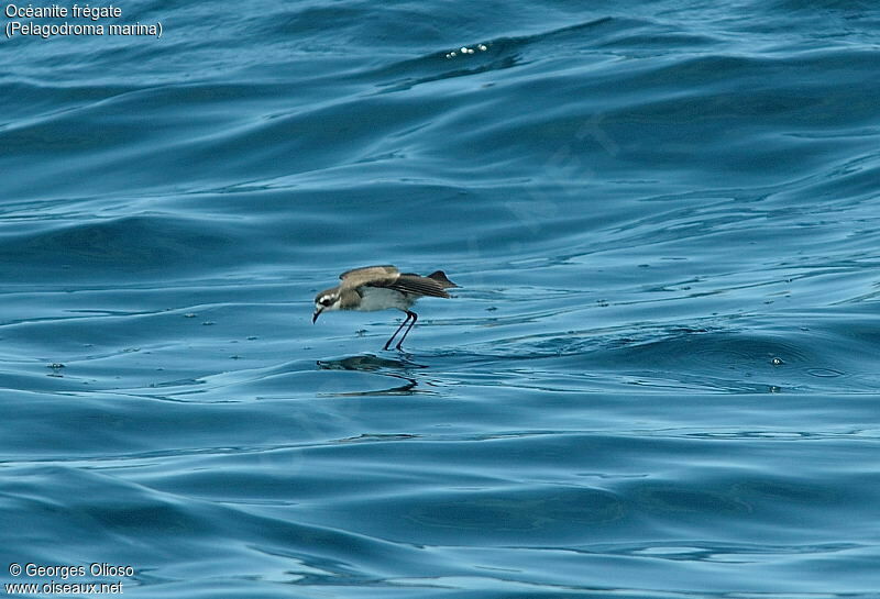 White-faced Storm Petrel