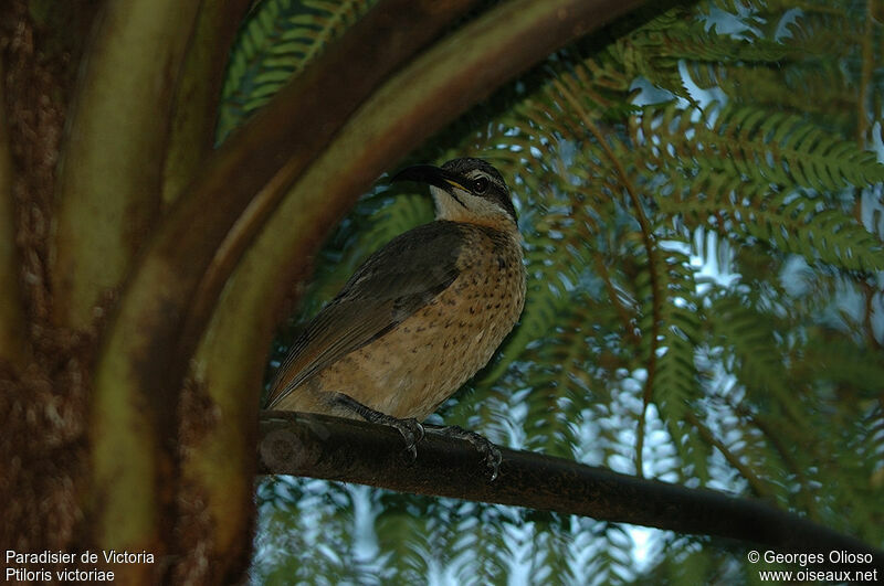 Victoria's Riflebird female adult breeding