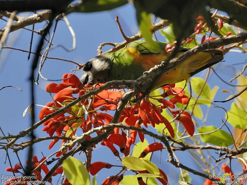 Senegal Parrot, identification, feeding habits, Behaviour