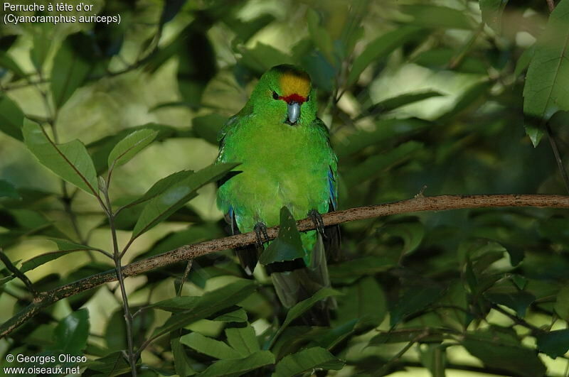 Yellow-crowned Parakeet