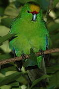 Yellow-crowned Parakeet