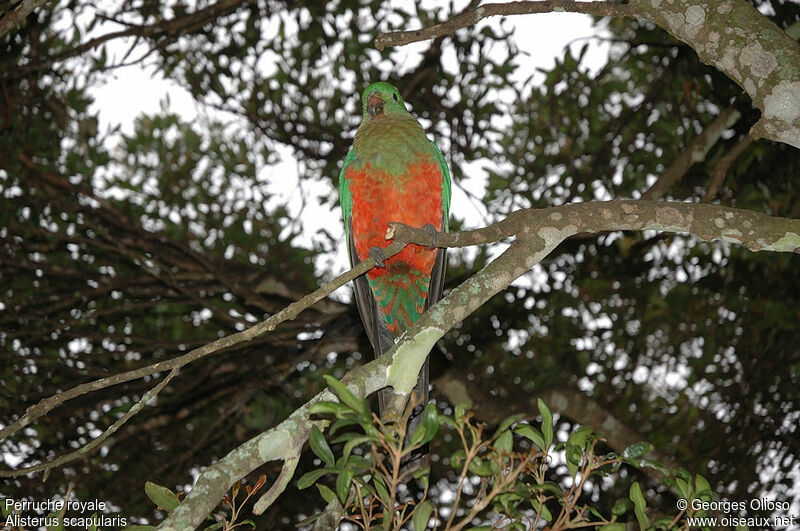Australian King Parrot female adult breeding