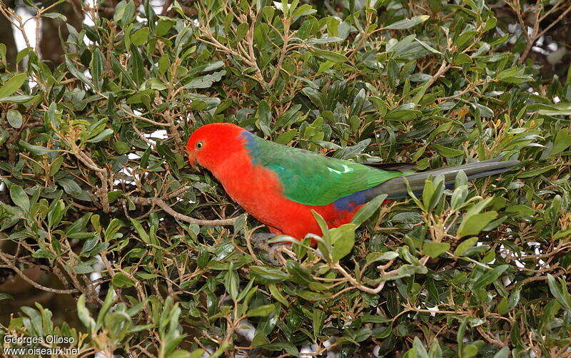 Australian King Parrot male adult breeding, habitat, pigmentation