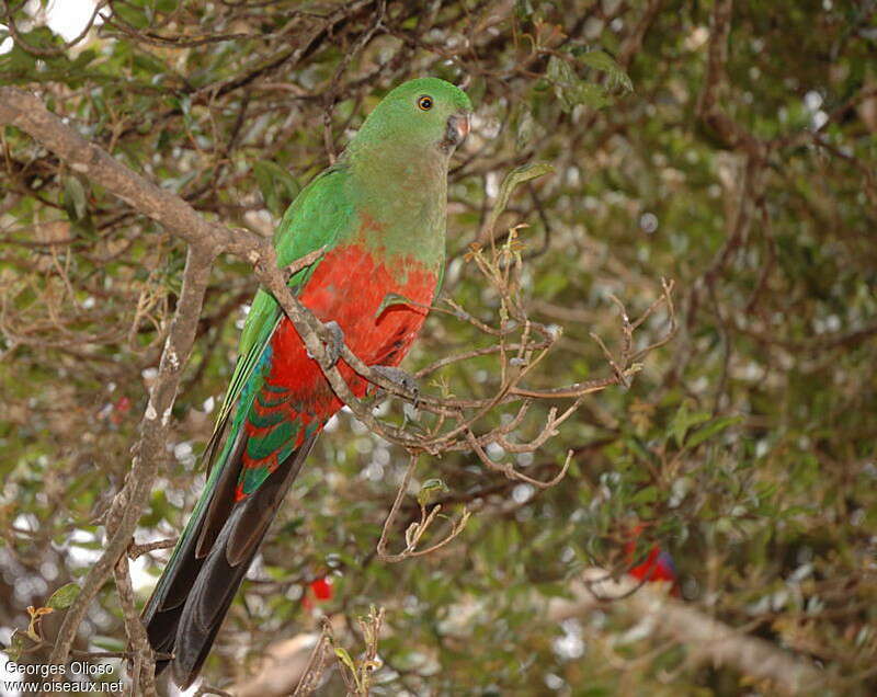 Australian King Parrot female adult, close-up portrait