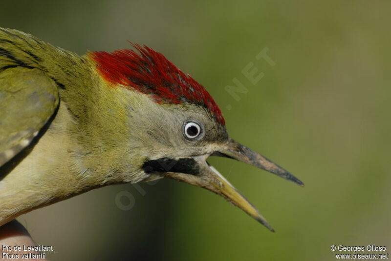 Levaillant's Woodpecker male adult breeding