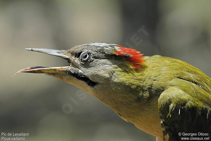 Levaillant's Woodpecker female adult breeding