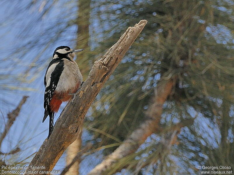 Great Spotted Woodpecker (canariensis) female adult breeding, identification