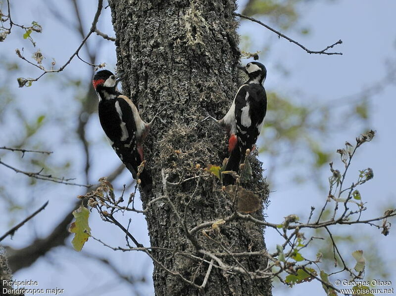 Great Spotted Woodpecker adult breeding