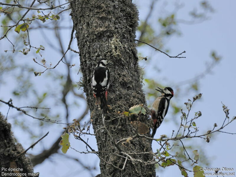 Great Spotted Woodpecker adult breeding, identification