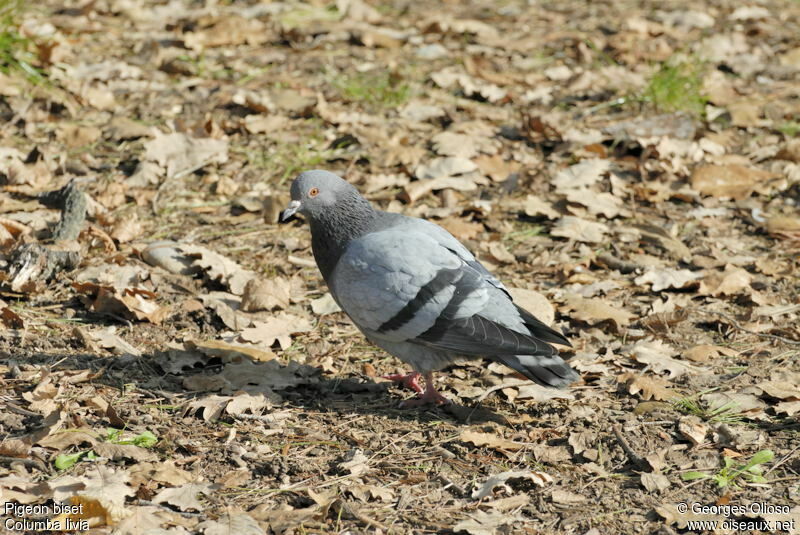Rock Dove male adult breeding, identification
