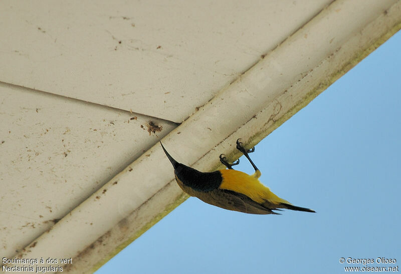 Olive-backed Sunbird male adult breeding