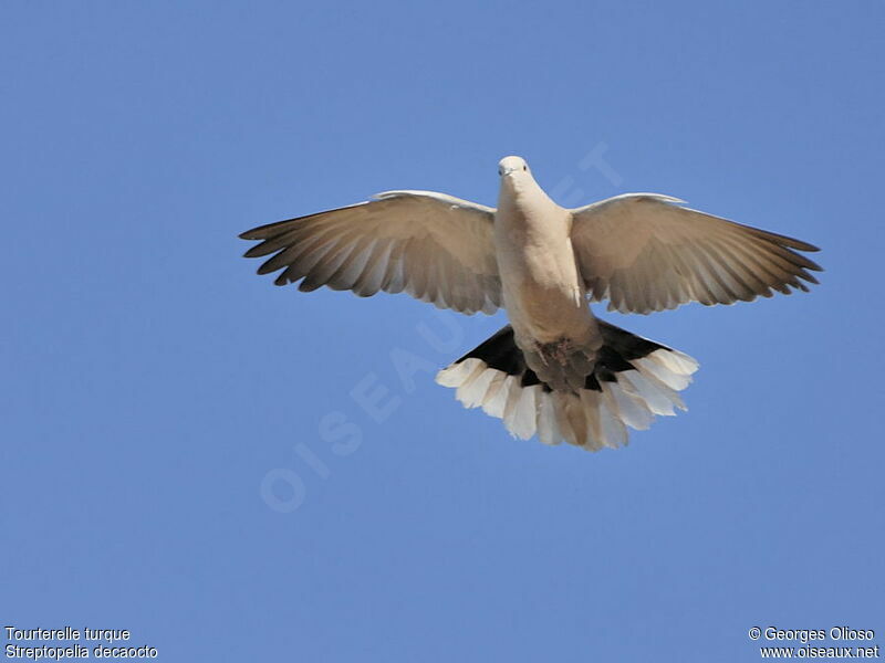 Eurasian Collared Dove male adult breeding, identification, Flight, Behaviour