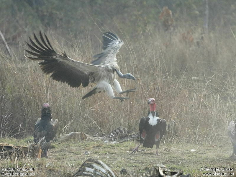 White-rumped Vultureadult, identification, Flight, feeding habits, Behaviour