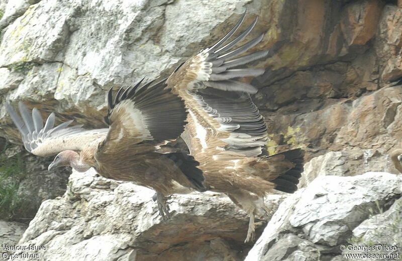 Griffon Vulture, identification, Behaviour